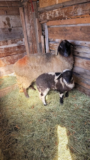 oi carabase  - imagine 3