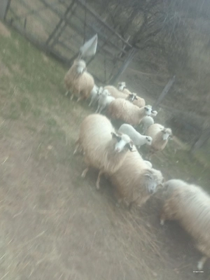 oi de vânzare  - imagine 4