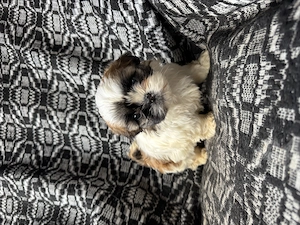 Cățeluși Shih Tzu  - imagine 5