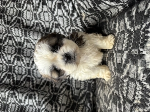 Cățeluși Shih Tzu  - imagine 2