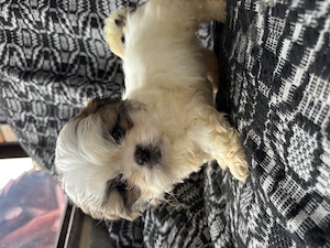 Cățeluși Shih Tzu  - imagine 3