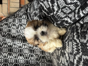 Cățeluși Shih Tzu  - imagine 4