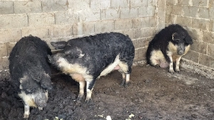 porci mangalita si curci