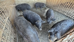 porci mangalita si curci - imagine 2