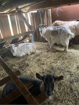 vând turmă de capre 