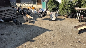 porci mangalita si curci - imagine 3