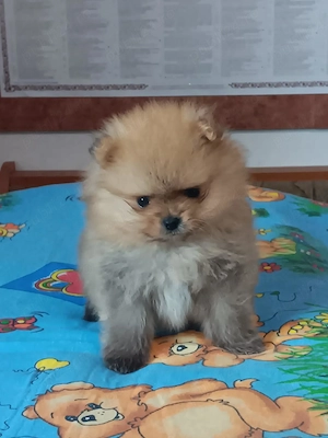 Pui pomeranian orange de calitate.