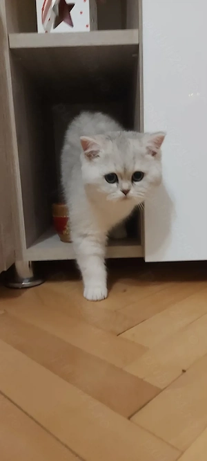 British shorthair chinchilla femela - imagine 3