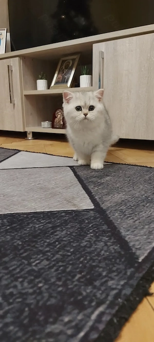 British shorthair chinchilla femela - imagine 2