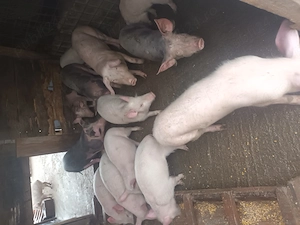 Purcei de rasa de vanzare - imagine 2