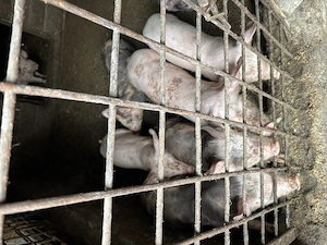 Purcei de vânzare  - imagine 3