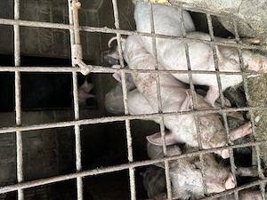 Purcei de vânzare  - imagine 5