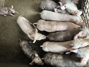 Purcei de vânzare  - imagine 2