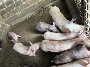 Purcei de vânzare  - imagine 4