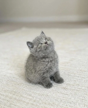 British Shorthair blue  - imagine 2