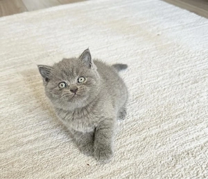 British Shorthair blue 