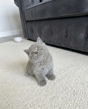 British Shorthair blue 