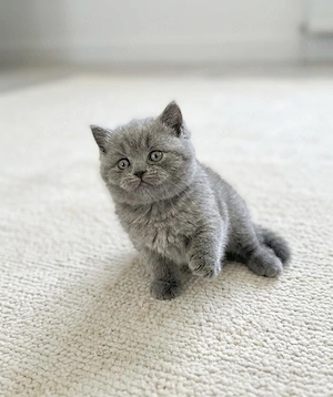 British Shorthair blue  - imagine 3
