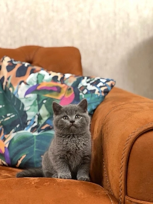 British Shorthair blue 