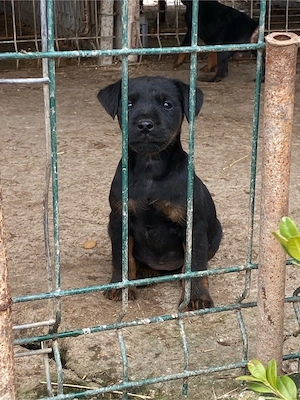 Jagd terrier jagdTerrier 