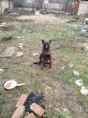 vand pui de rasa Ciobanesc belgian mlinois  - imagine 2