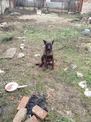 vand pui de rasa Ciobanesc belgian mlinois 
