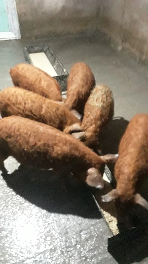 %porci mangalita - imagine 2