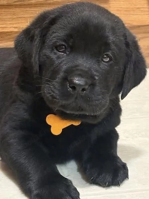 Labrador Retriever rasă pură 