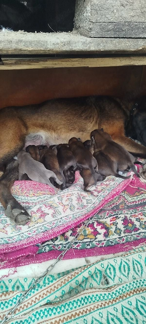 vand pui de rasa Ciobanesc belgian mlinois  - imagine 3