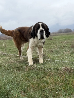 Mascul si femela de Saint Bernard - imagine 2