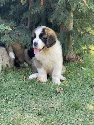 Mascul si femela de Saint Bernard - imagine 4