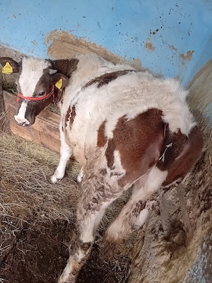 vînd vitică din rasă bălțată are un an bună de rasă cuminte  - imagine 3