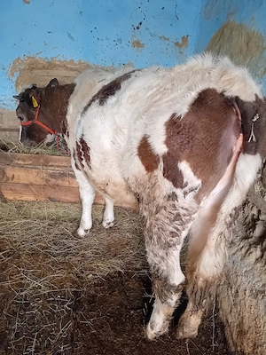 vînd vitică din rasă bălțată are un an bună de rasă cuminte  - imagine 2