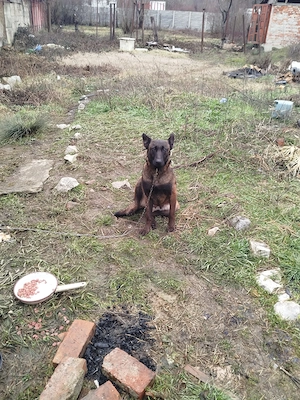 vand pui de rasa Ciobanesc belgian mlinois  - imagine 4