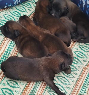 vand pui de rasa Ciobanesc belgian mlinois 