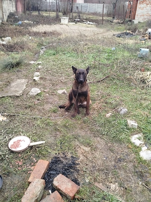 vand pui de rasa Ciobanesc belgian mlinois  - imagine 3