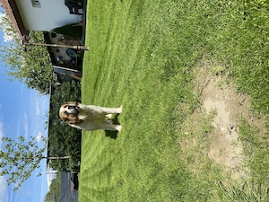 Mascul si femela de Saint Bernard - imagine 3