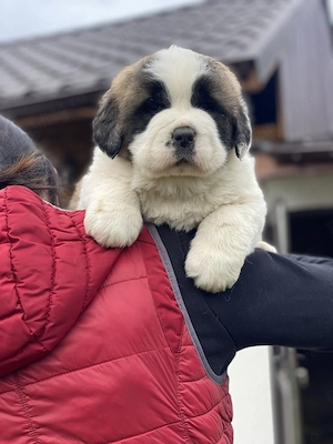 Mascul si femela de Saint Bernard - imagine 5