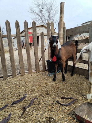 Țap anglonubian de vanzare - imagine 2