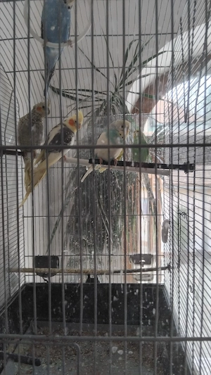 Vând  papagalii - imagine 2