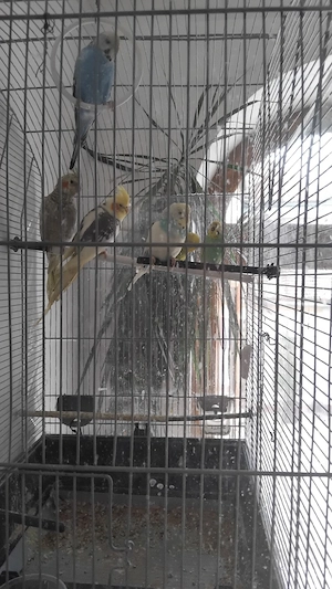 Vând  papagalii - imagine 3