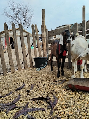 Țap anglonubian de vanzare - imagine 4