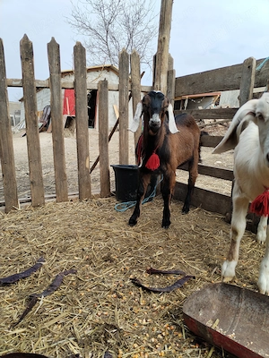 Țap anglonubian de vanzare