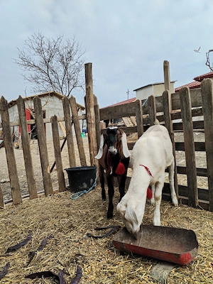 Țap anglonubian de vanzare - imagine 3