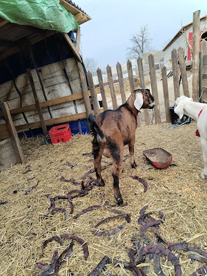 Țap anglonubian de vanzare - imagine 5