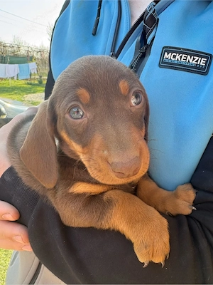 Catel Teckel pitic  - imagine 3