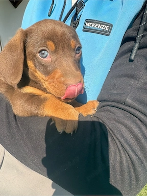 Catel Teckel pitic  - imagine 5