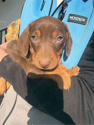 Catel Teckel pitic  - imagine 4