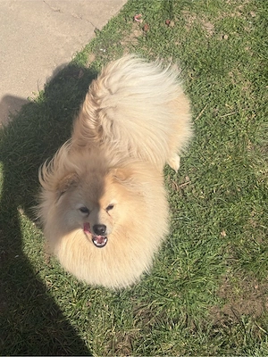 Pomeranian