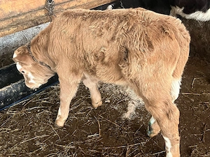 Vand doi taurasi - imagine 5